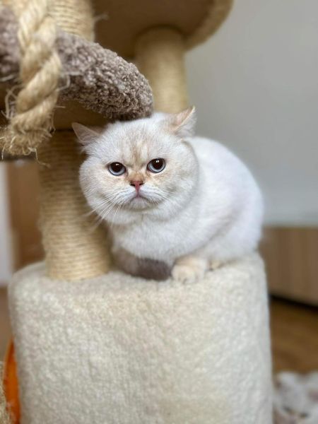 British Shorthair