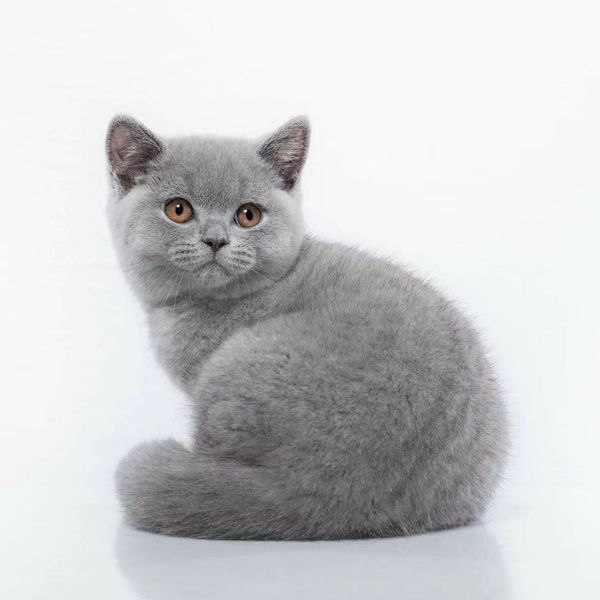 British Shorthair