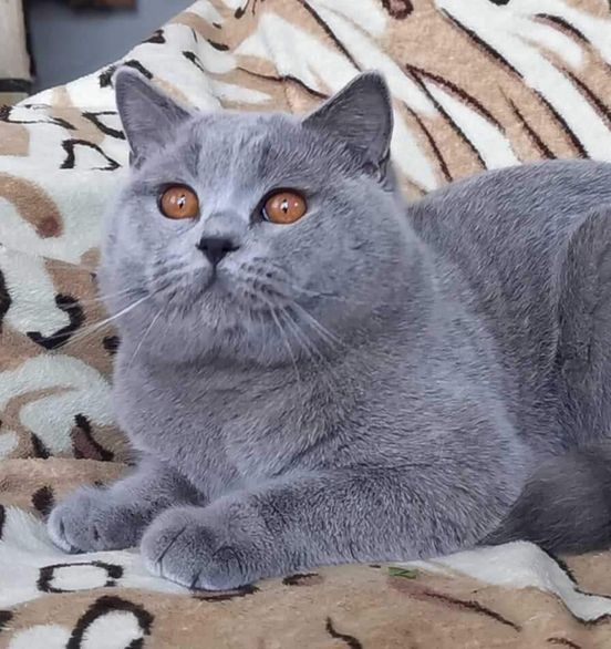 British Shorthair