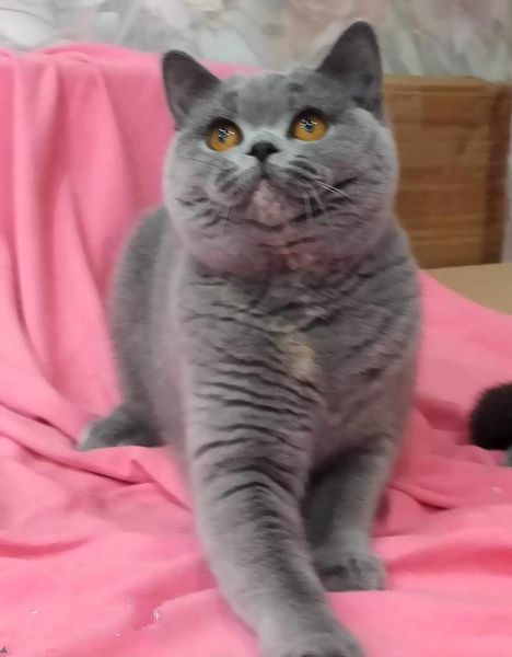 British Shorthair