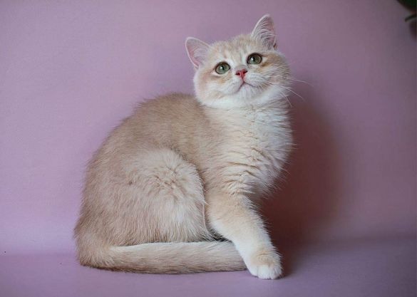 British Shorthair