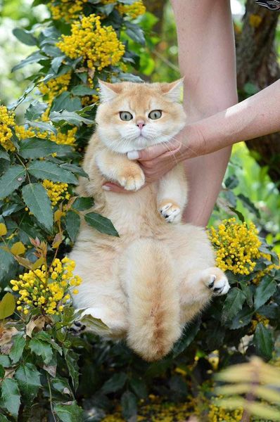 British Shorthair