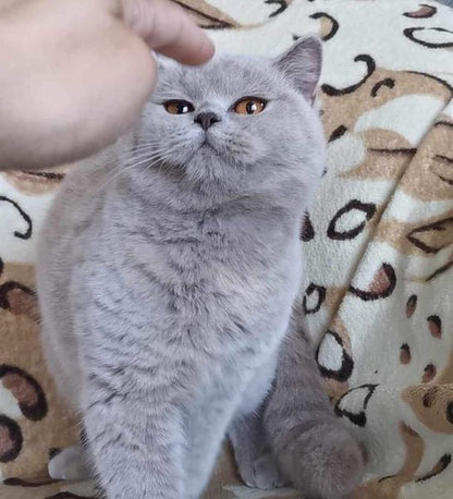 British Shorthair