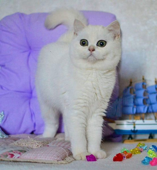 British Shorthair