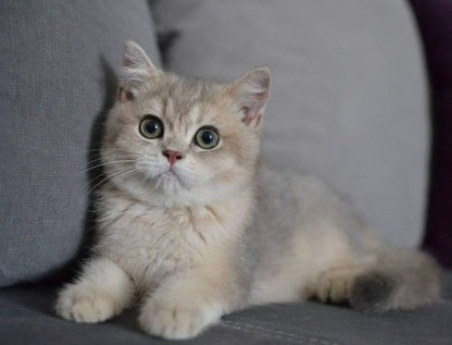 British Shorthair