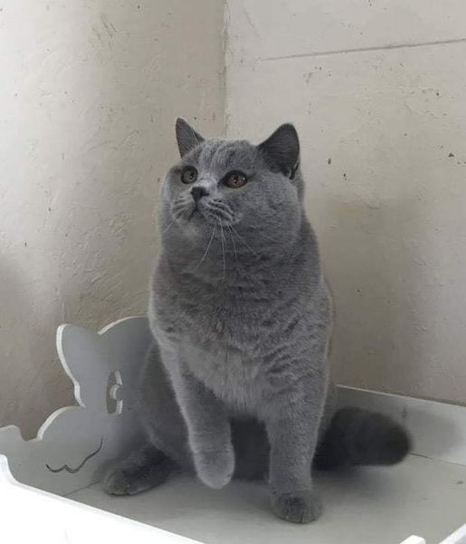 British Shorthair