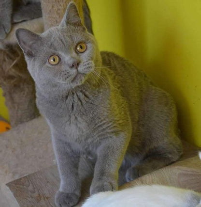 British Shorthair