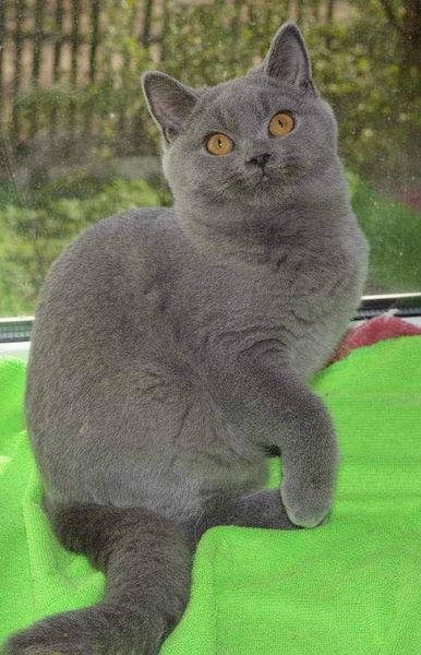 British Shorthair