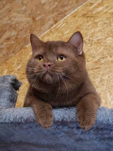 British Shorthair