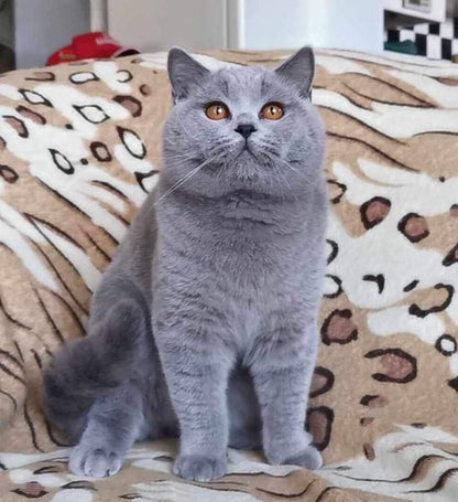 British Shorthair