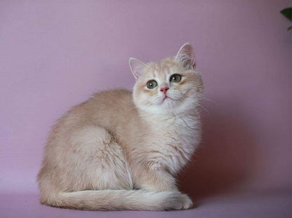 British Shorthair