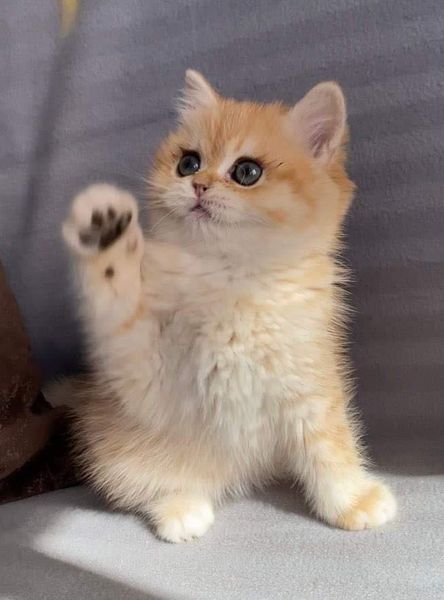 British Shorthair