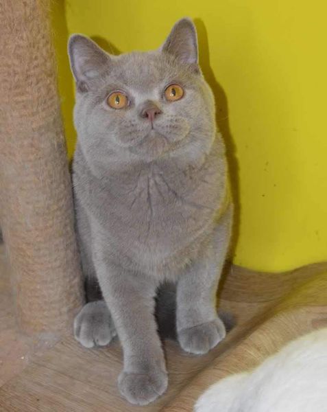 British Shorthair