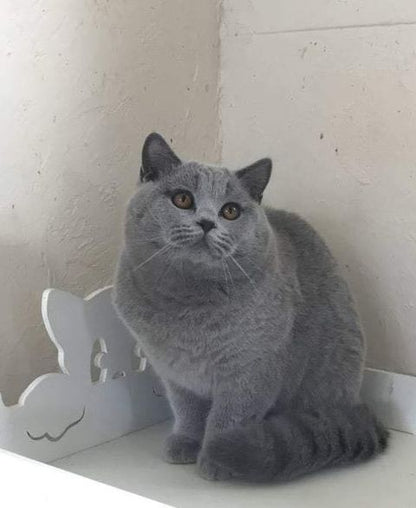 British Shorthair