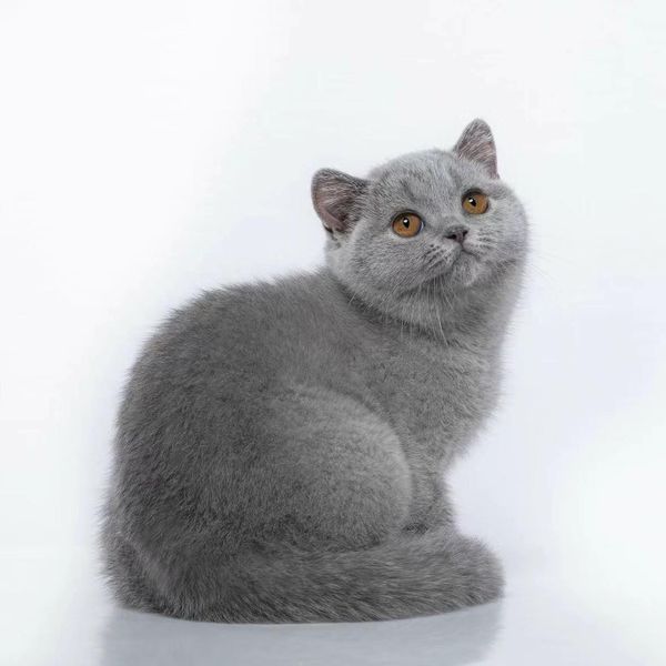 British Shorthair