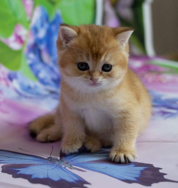 British Shorthair