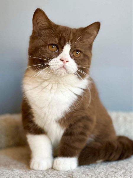 British Shorthair