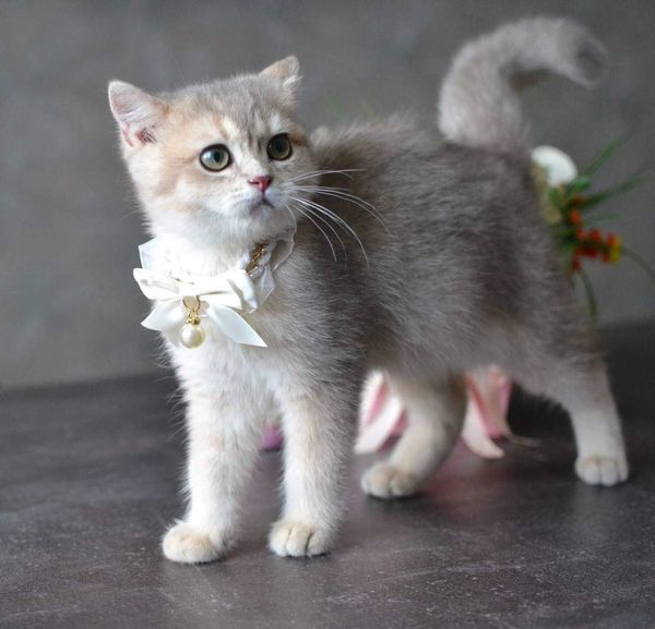 British Shorthair