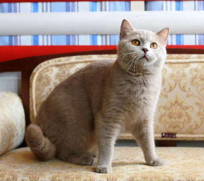 British Shorthair