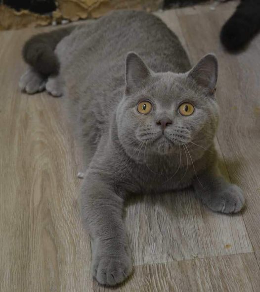 British Shorthair