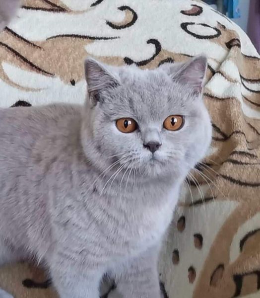 British Shorthair