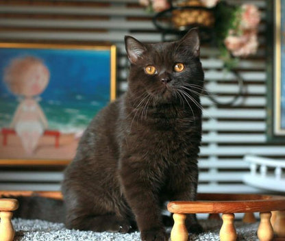 British Shorthair