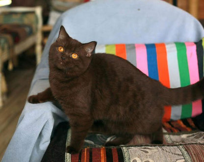 British Shorthair