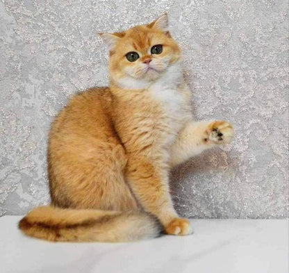 British Shorthair