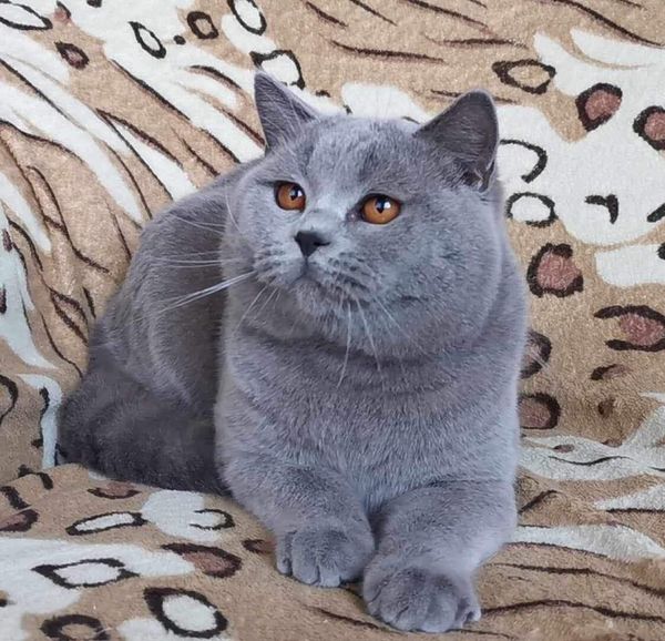 British Shorthair