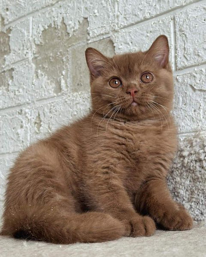 British Shorthair