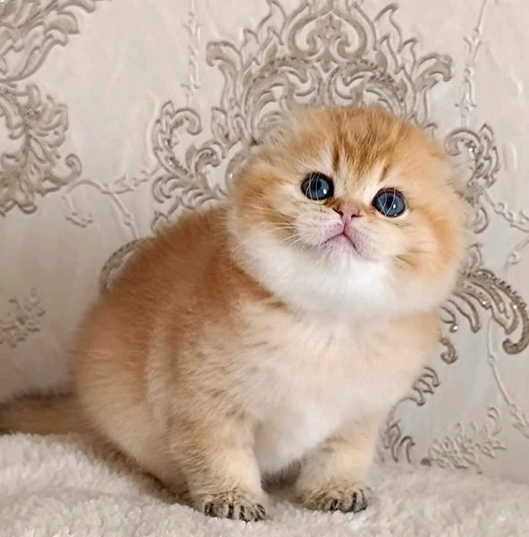 Scottish Fold