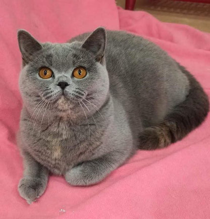 British Shorthair