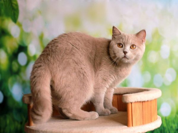 British Shorthair