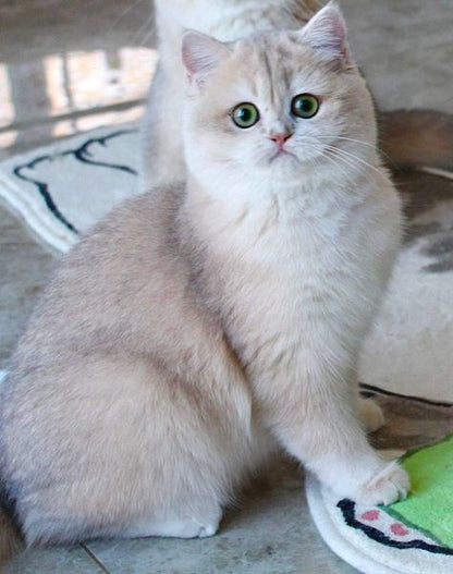 British Shorthair