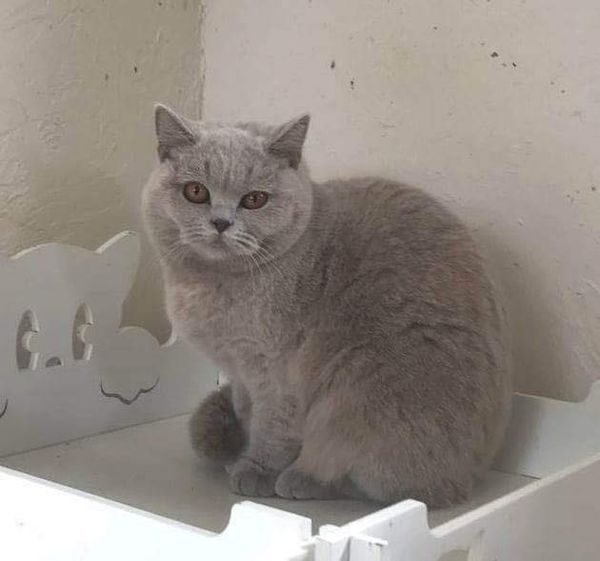 British Shorthair