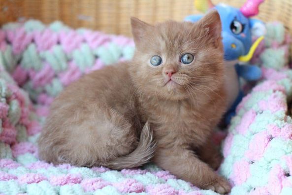 British Shorthair