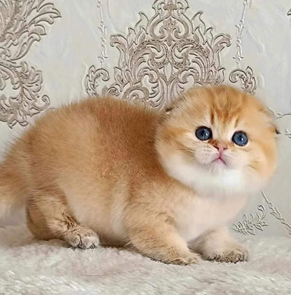 Scottish Fold