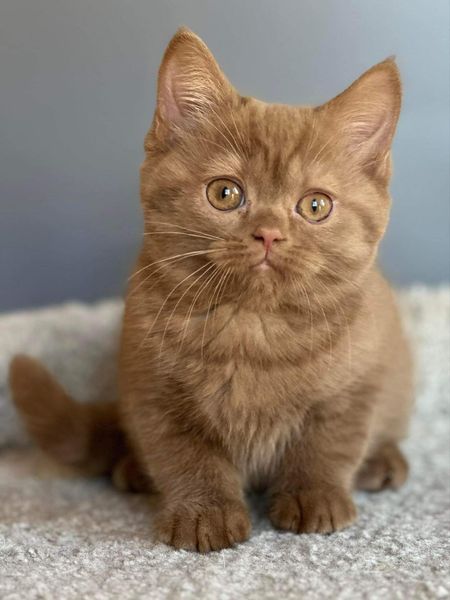 British Shorthair