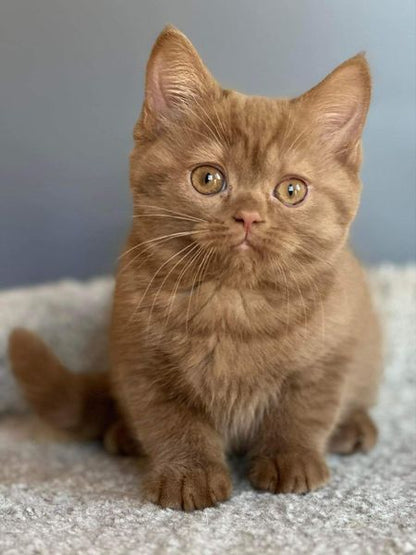 British Shorthair