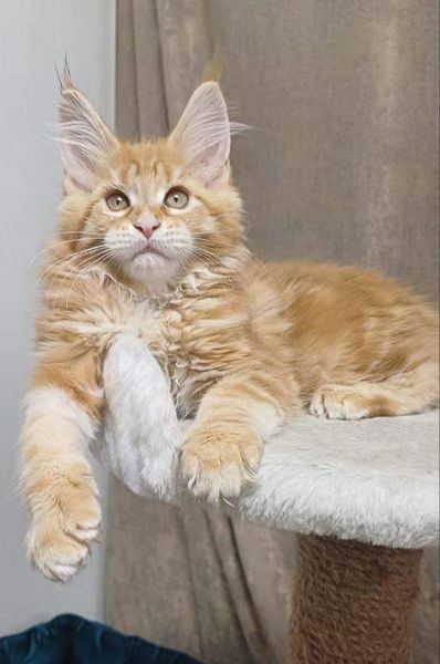 Maine Coon