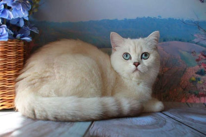 British Shorthair