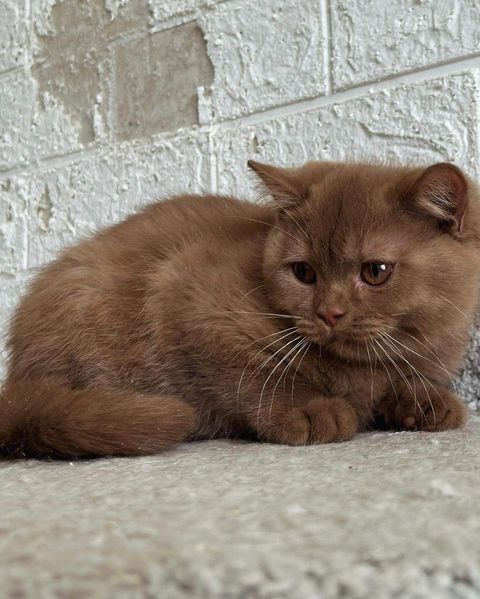 British Shorthair