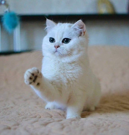 British Shorthair