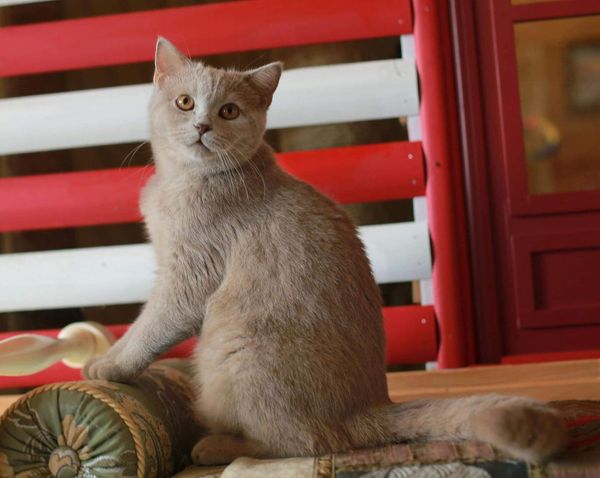 British Shorthair