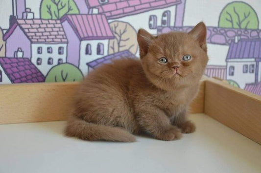 British Shorthair