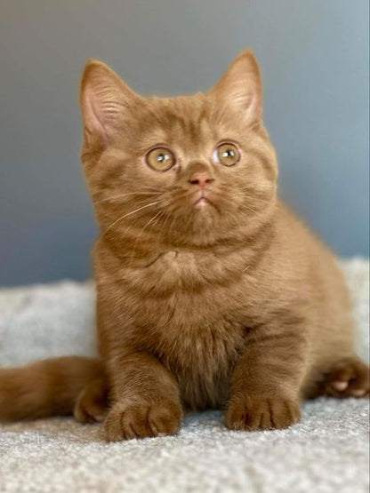 British Shorthair