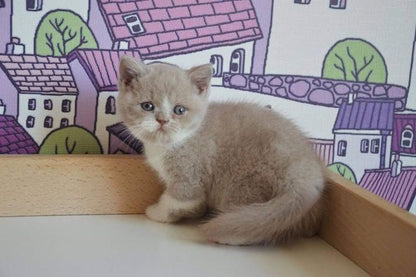 British Shorthair