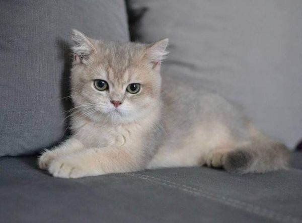 British Shorthair