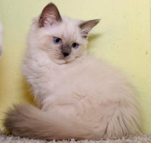 Ragdoll