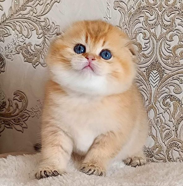 Scottish Fold